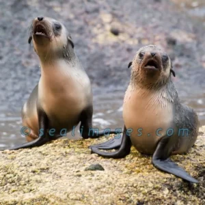 Seal Pup Pair Calling