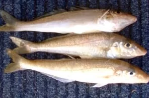whiting 1